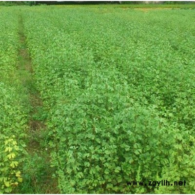 三門峽低價處理白皮松批發(fā)價159-9372-0369【藝林苗木】