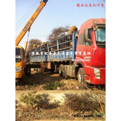 安徽合肥小葉女貞球 火棘球 紅花繼木球 紅葉石楠球