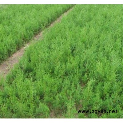 林州出售白皮松批發價159-9372-0369【藝林苗木】