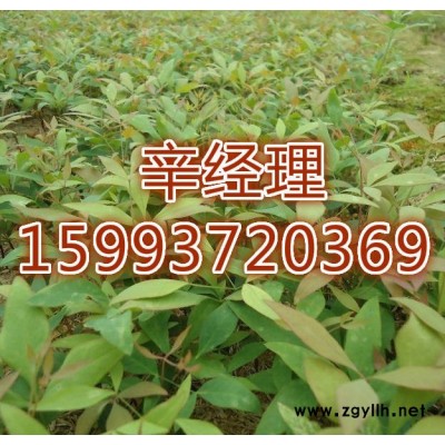 商丘長期供應白皮松/批發價159-9372-0369【藝林苗木供應】