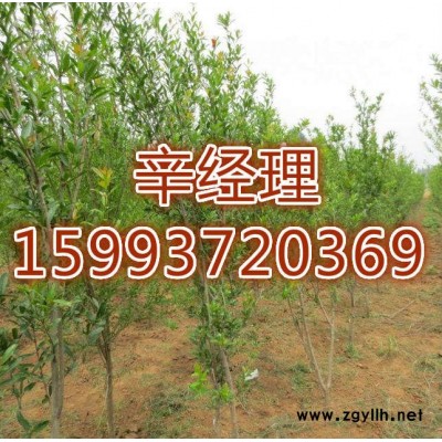 沁陽低價處理白皮松/電話159-9372-0369【藝林苗木】