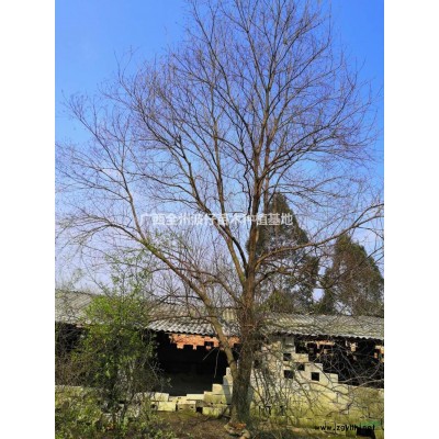 大小規格茶花 廣西茶花價格 基地