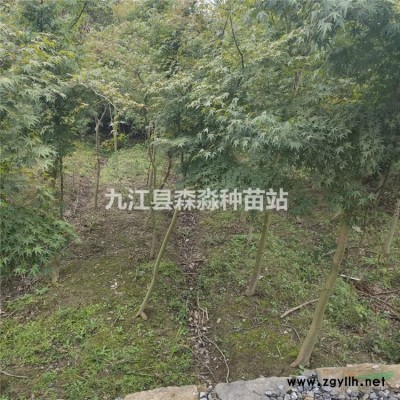 精品兩米冠幅的茶花 茶花球價格 兩米冠幅的茶花價格