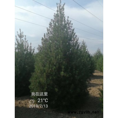 陜西西安千畝白皮松基地批發(fā)價(jià)格低