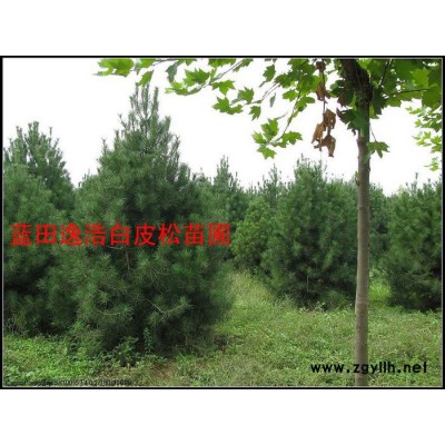供應(yīng)白皮松