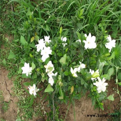 【杜鵑花苗】采購批發(fā)市場(chǎng) 優(yōu)質(zhì)杜鵑花苗價(jià)格