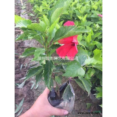 福建杜鵑批發(fā)/供應(yīng) 漳州毛杜鵑價格 毛杜鵑基地批發(fā)