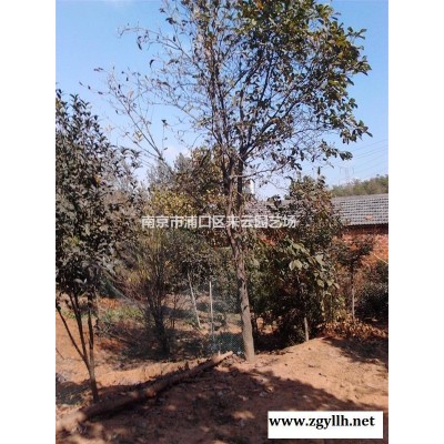 紅葉石楠直銷報價，高度1米冠幅1.2米紅葉石楠球精品米價格