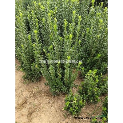 沭陽金葉女貞球基地 金葉女貞球圖片 金葉女貞小苗多少錢一株