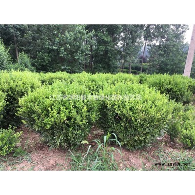 供應金葉女貞床苗 金葉女貞扦插苗  金葉女貞小苗