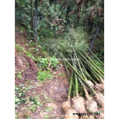 湖南郴州金葉女貞