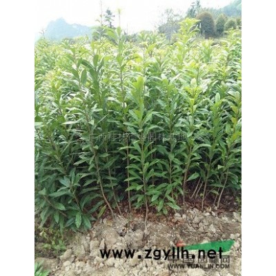 廣西金葉女貞營養杯苗,桂林金葉女貞杯苗低價銷售