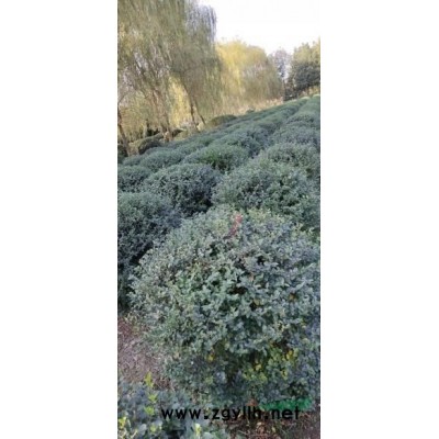 金森女貞球金森女貞苗精品金森女貞毛球