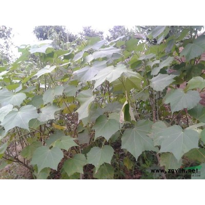 湖南長沙大葉黃楊小苗批發冠幅60-150cm大葉黃楊球價格