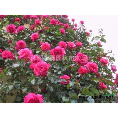 大批量供應(yīng)小葉黃楊、大葉黃楊、雀舌黃楊