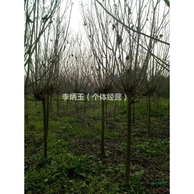 大量出售大葉黃楊 萬年青 球 各種規(guī)格都有