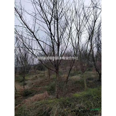 四川成都大葉黃楊基地黃楊球價格黃楊工程小苗出售