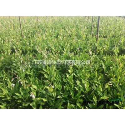 火棘的產地在哪里/哪里便宜/江蘇景曜生態基地直銷批發價格圖片