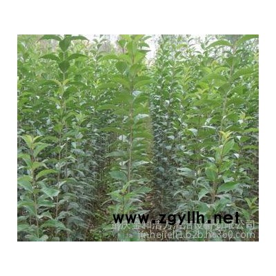 供應白皮松、白皮松15993720369