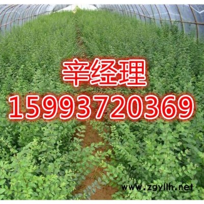 義馬大量出售白皮松價格159-9372-0369【藝林苗木供應】