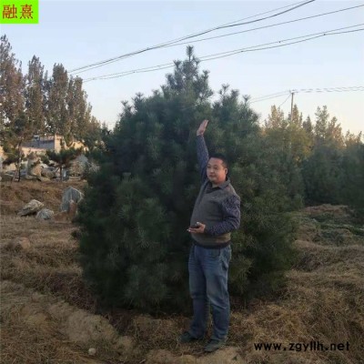 融熹園藝 白皮松基地 道路綠化 4米白皮松 現(xiàn)場選樹  3米白皮松 3.5米白皮松