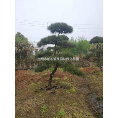 湖南地區大量供應金葉女貞色塊小苗