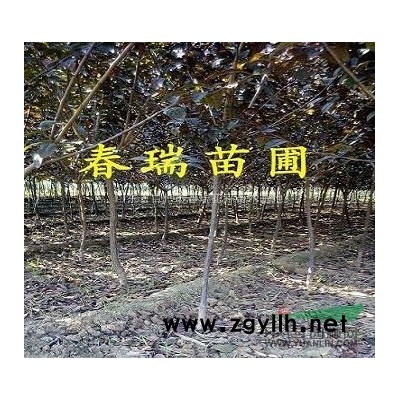 青州金葉女貞|青州上盆金葉女貞|求購青州金葉女貞工程苗