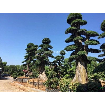 長沙金葉女貞、金葉女貞球、湖南金葉女貞、金葉女貞批發