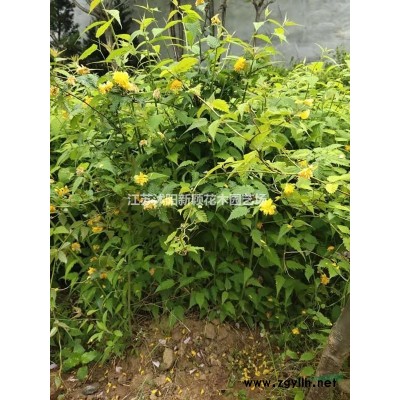 金森女貞基地 大量供應金森女貞大杯苗 金森女貞球價格表