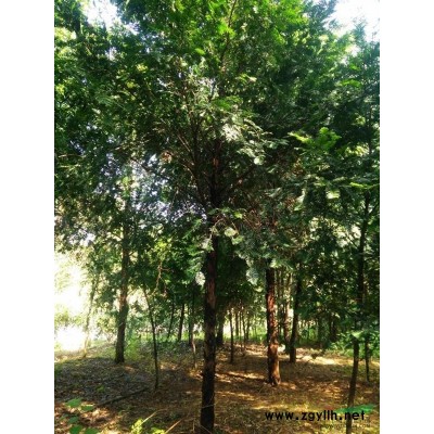 湖南郴州金森女貞