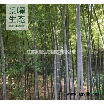 江蘇沭陽(yáng)冬青、大葉冬青、大葉黃楊苗低價(jià)銷售/苗圃直供