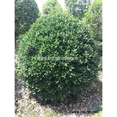 成都大葉黃楊球萬年青球1米2米價格低便宜農(nóng)戶批發(fā)