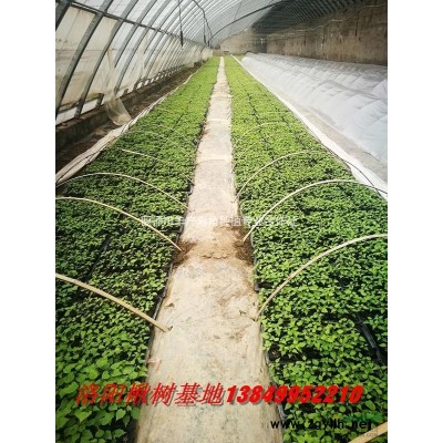 常年供應各種規格大葉黃楊，質高價低服務好