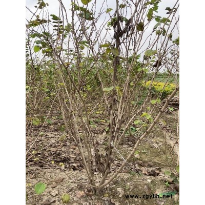 供應(yīng)火棘球p100cm一p180cm:精品球