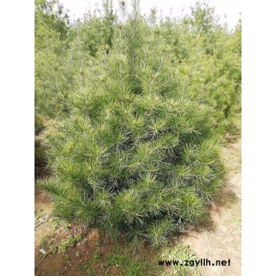 陜西周至信意苗木 【白皮松】  各種尺寸，價格優惠，歡迎詢價 白皮松