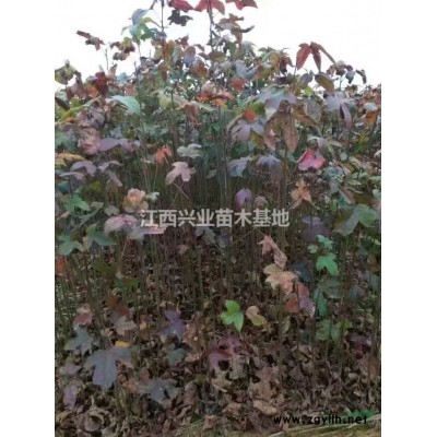 1米2－1米5冠幅山茶花