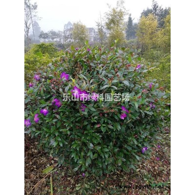 四川樂山供應(yīng)柱狀茶花