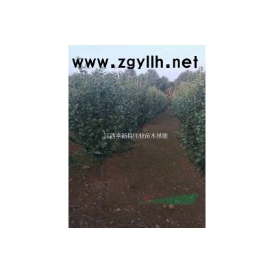 精品茶花D7D8D9D10D11D12D13D14D15公分茶花樹茶花苗圃基地江西奉新偉業苗木