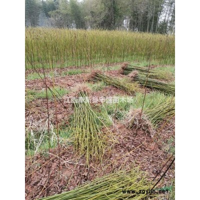 江西3公分茶花價(jià)格4公分茶花價(jià)格5公分茶花價(jià)格6公分茶花價(jià)格