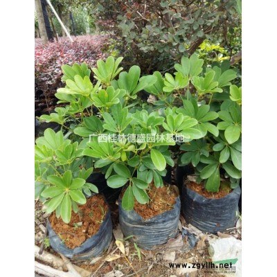 廣西茶花營養杯苗價格優惠,桂林茶花大中小營養杯苗大量供應