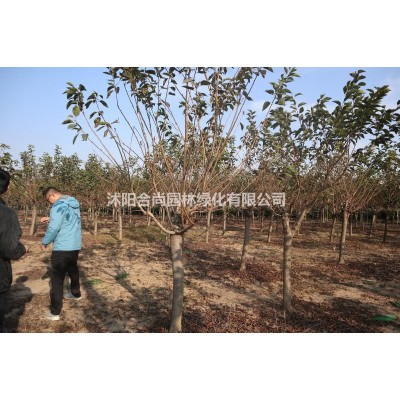 沭陽紅葉石楠球基地  銷售大小規(guī)格紅葉石楠球價(jià)格表 圖片