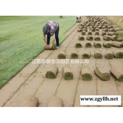 江蘇景曜生態(tài)苗木基地/供應(yīng)紅葉石楠柱圖片/產(chǎn)地直銷/批發(fā)價(jià)格