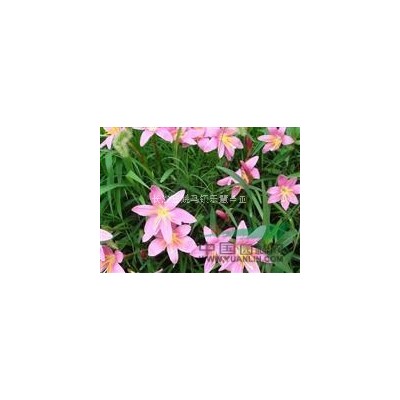 湖南長沙綠化工程色塊苗 金葉女貞小苗 金森女貞小苗大量供應