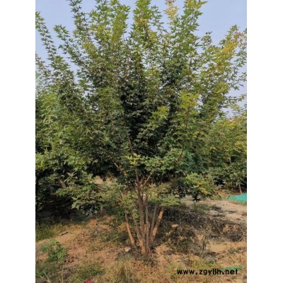 金葉女貞 女貞球 金葉女貞價格 金葉女貞圖片 女貞球圖片