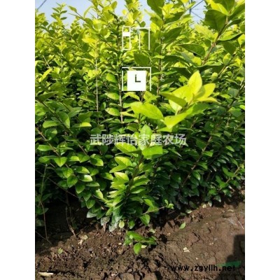 大量銷售金葉女貞精品地栽苗