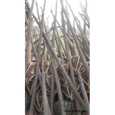 金葉女貞報價/江蘇金葉女貞報價