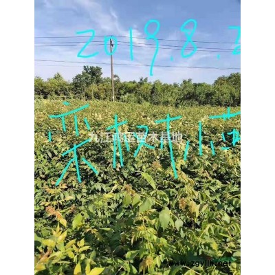 江西供應(yīng)金森女貞杯苗規(guī)格* 量大從優(yōu)