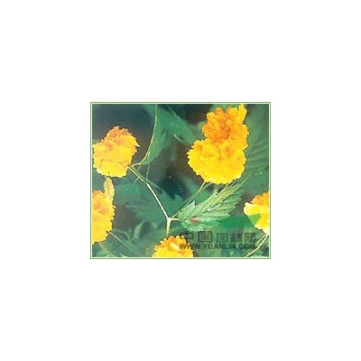 大葉黃楊河北大葉黃楊，大葉黃楊球