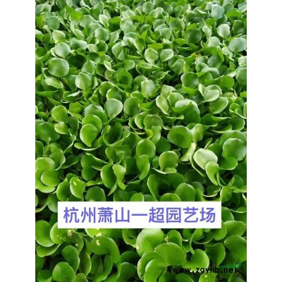 小丑火棘 ，小丑火棘小苗，精品小丑火棘小杯苗