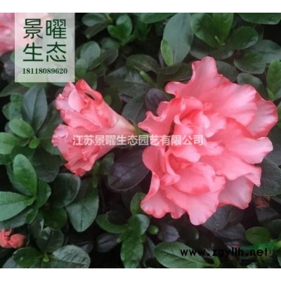 江蘇宿遷茶花、茶花樹行情報價/江蘇宿遷茶花、茶花樹圖片展示